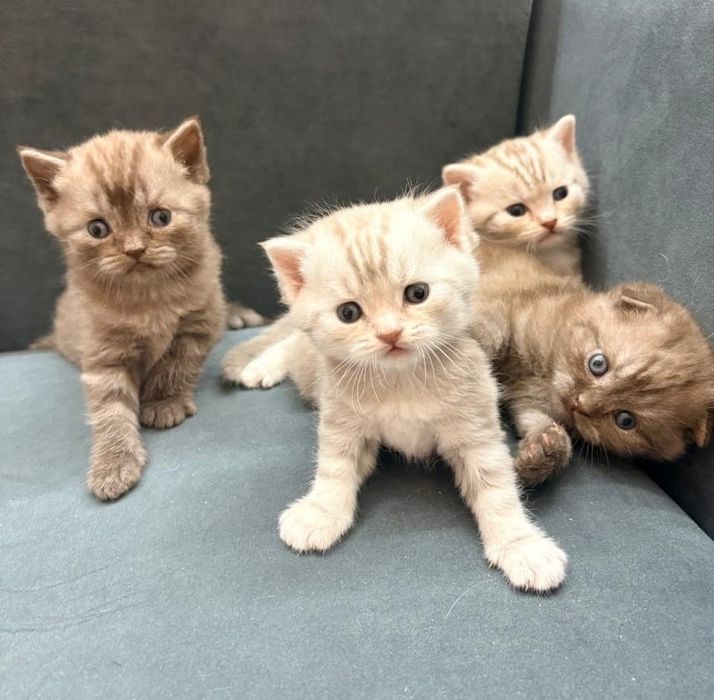 Кошка Скоттиш-фолд