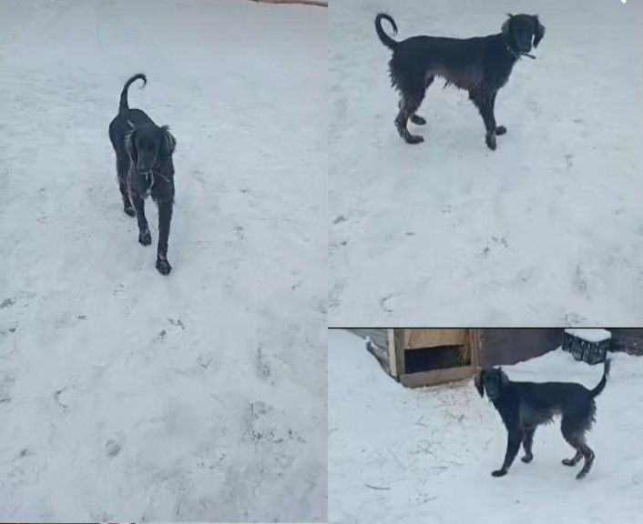 Казакы тазы сатылады