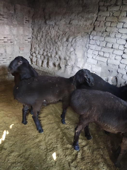 Aqiqaga qochqorlar sotiladi