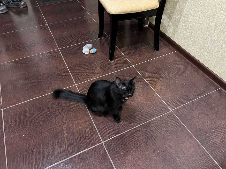 Ищу потерявшуюся кошку