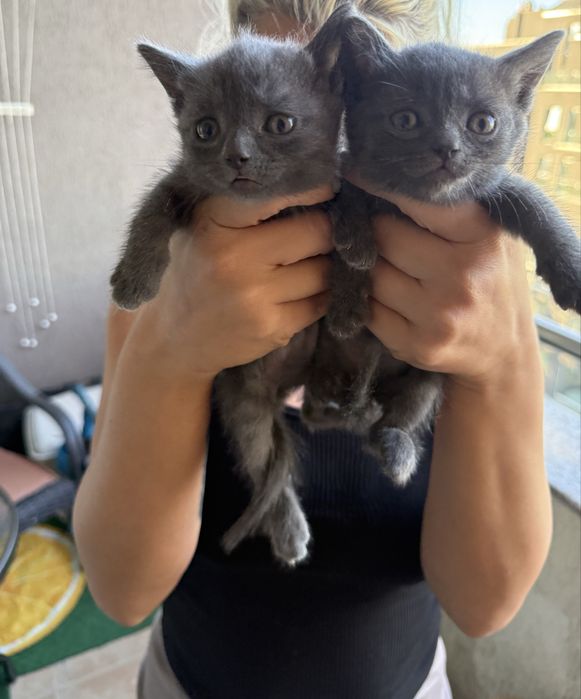 Британски късокосмести котета