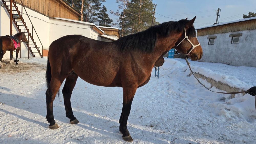 На продаже Жеребец Айгыр 6 лет