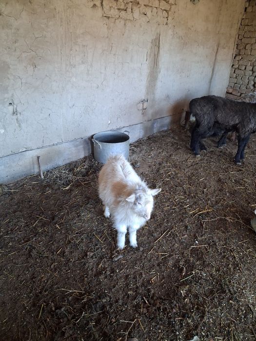 Лақ еркек сатылады