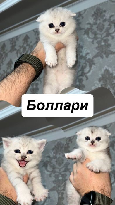 ВЯЗКА ( VYAZKA ) Британский кот Серебристая Шиншилла кот ! Nasl oliwga