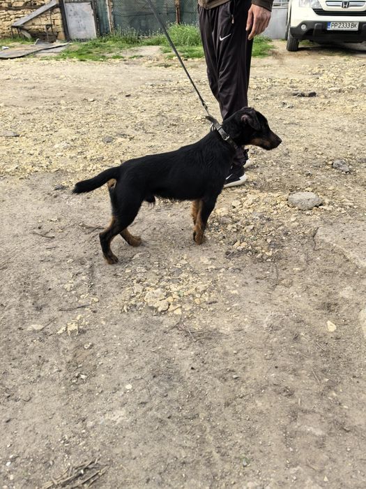 Мъжки Яктериер с  рудословие