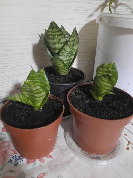 Каменная роза , эффектный молодой цветок.