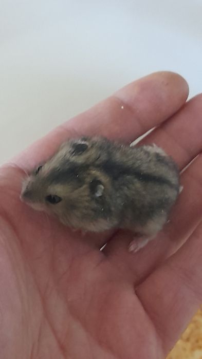 Джунгарский хомячок