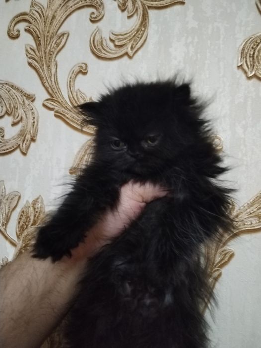 Персидские котята зксрималы