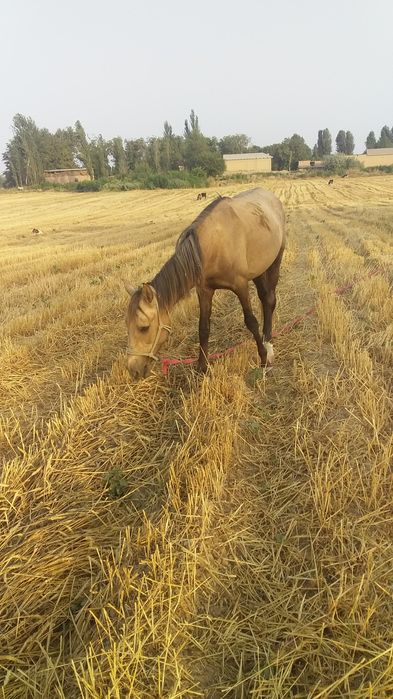 Ayg‘ir ot sog‘lom