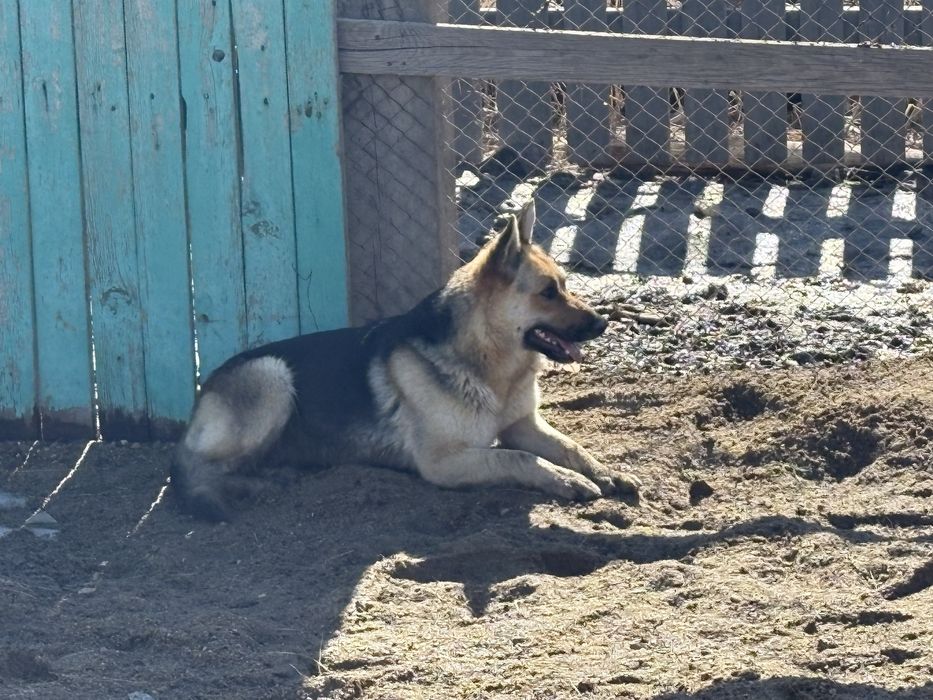 продам щенков немецкой овчарки
