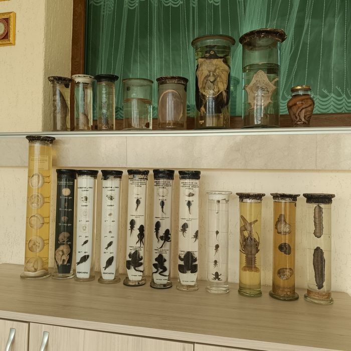 Консервирани Препарирани влечуги животни и в стъкленица