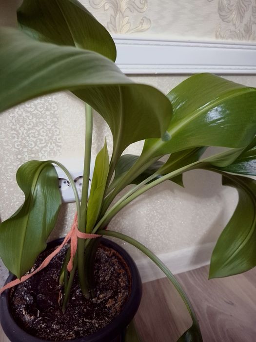 Комнатные растения Эухарис(Амазонская Лилия)