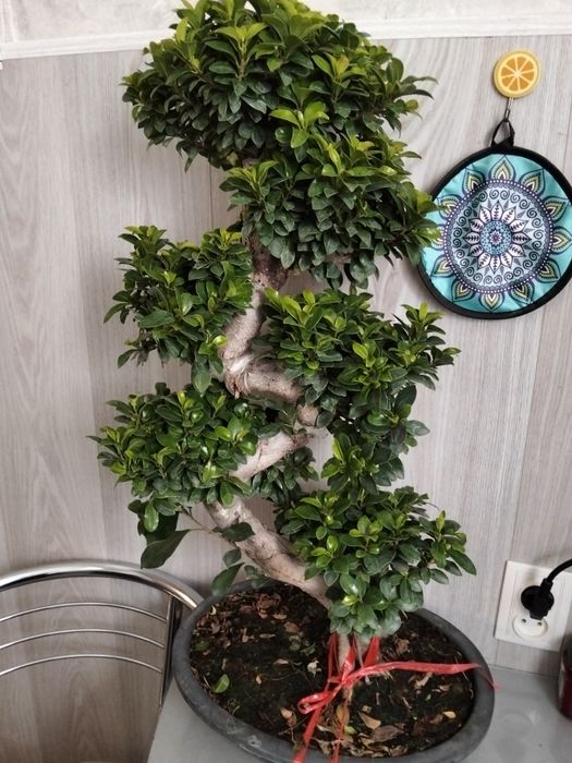 Бонсай как на фото