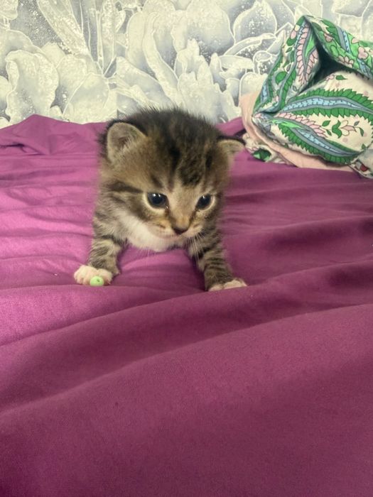 Отдам котят девочки остались