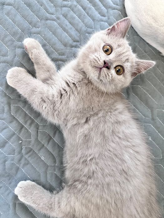 Продам британских котят