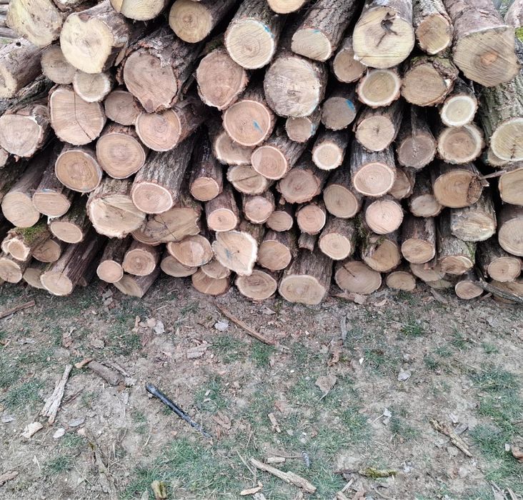 Vând stalpi /gard salcâm/castan