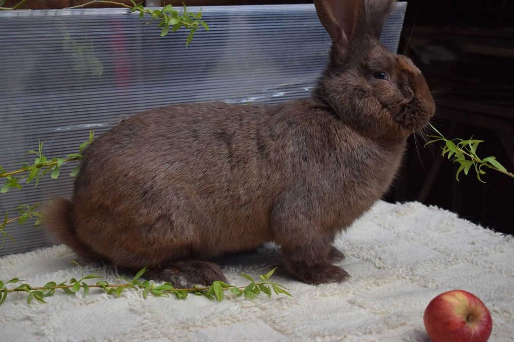 Продавам мъжки и женски зайци за разплод