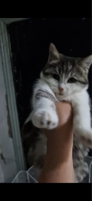 Ищкт дом котята мальчики и девочки