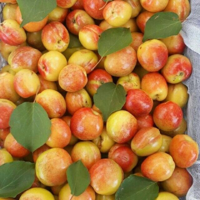 Koʻchatlar va Dekarivlar optim