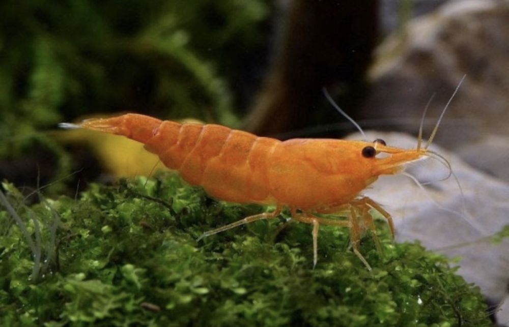 Неокардина Orange (оранживый) Криветка  Креветка  Krevetka Сотилади