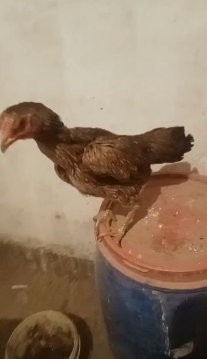 Дакан бойцовские куры