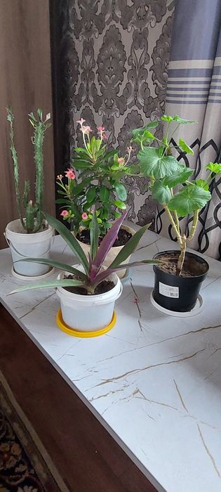 Цветы все за 3000 тг с доставкой