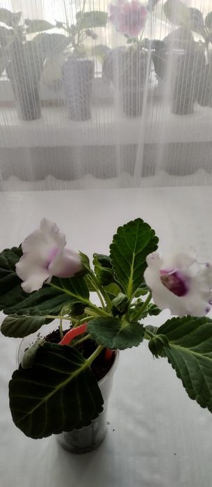 Продам цветы Глоксинии