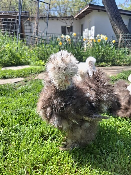 Американски копринки яйца