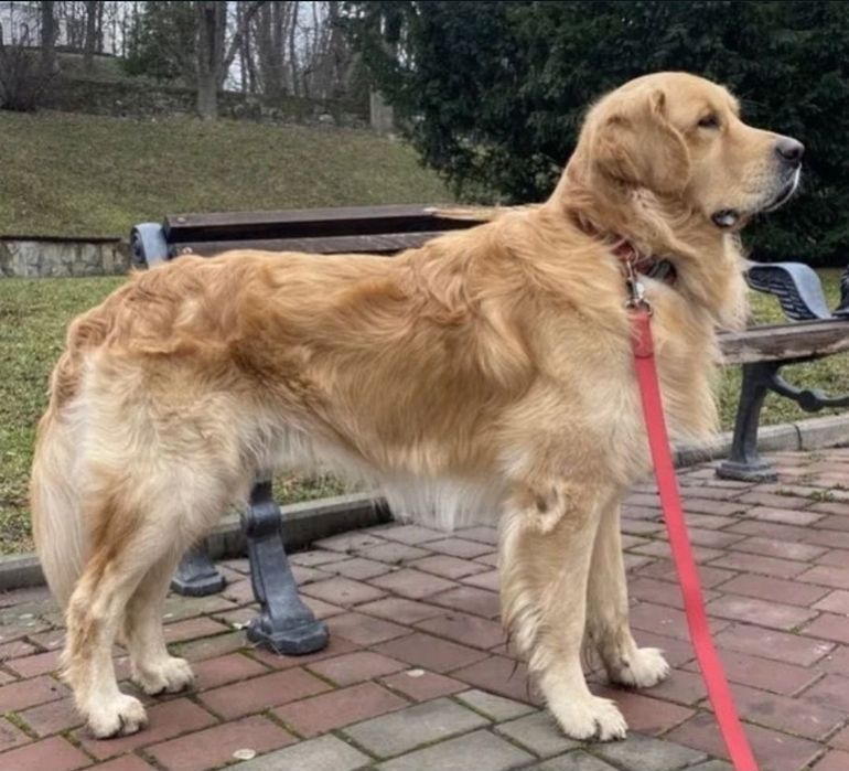 Чистокръвени  голдън ретривър женски и мъжки 
Мъжки и женски 
К