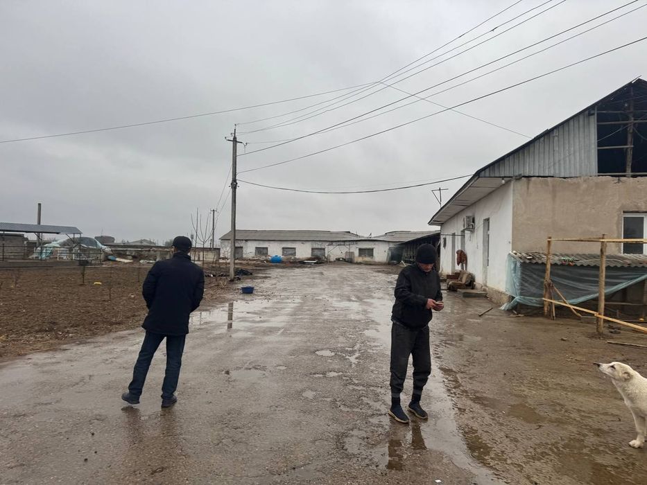 Ferma 1 gektar chinoz tumani