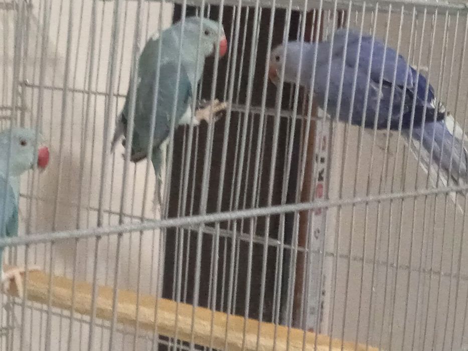 Молодые птенцы ожереловых попугаев