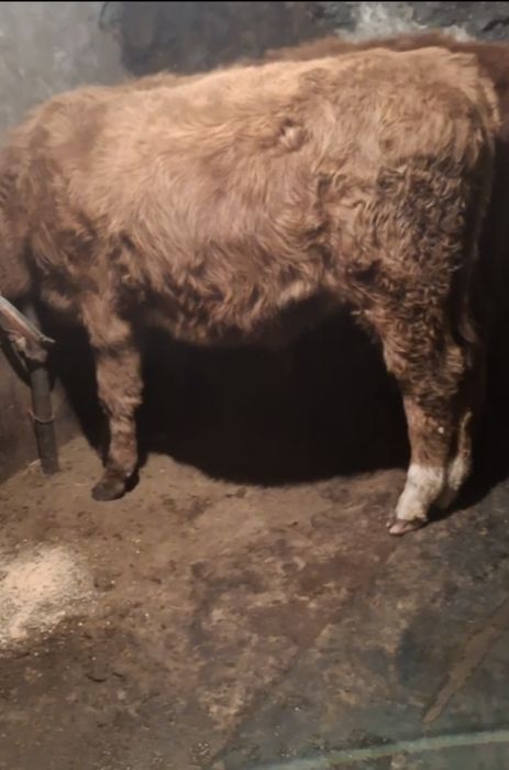 Бұқашық (бычок).