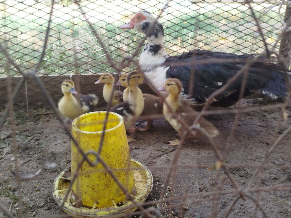 Үйрек балапандарымен бағасын келісеміз