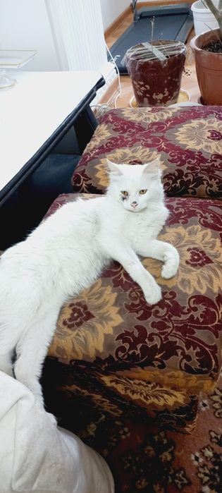 Котик домашний. Очень ласковый, чистоплотный.