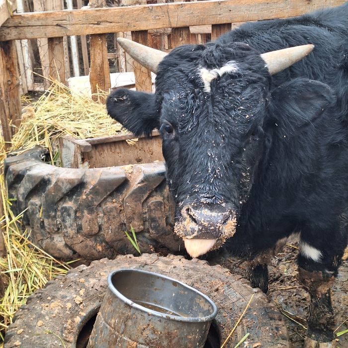 Бұқа  ..Сатылады.