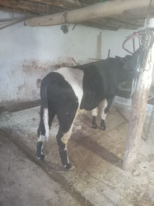 Бука парода месни