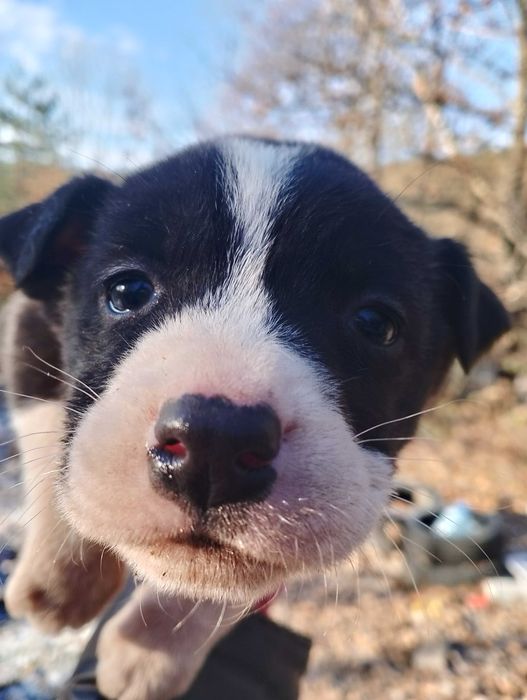 Подарявам кученца