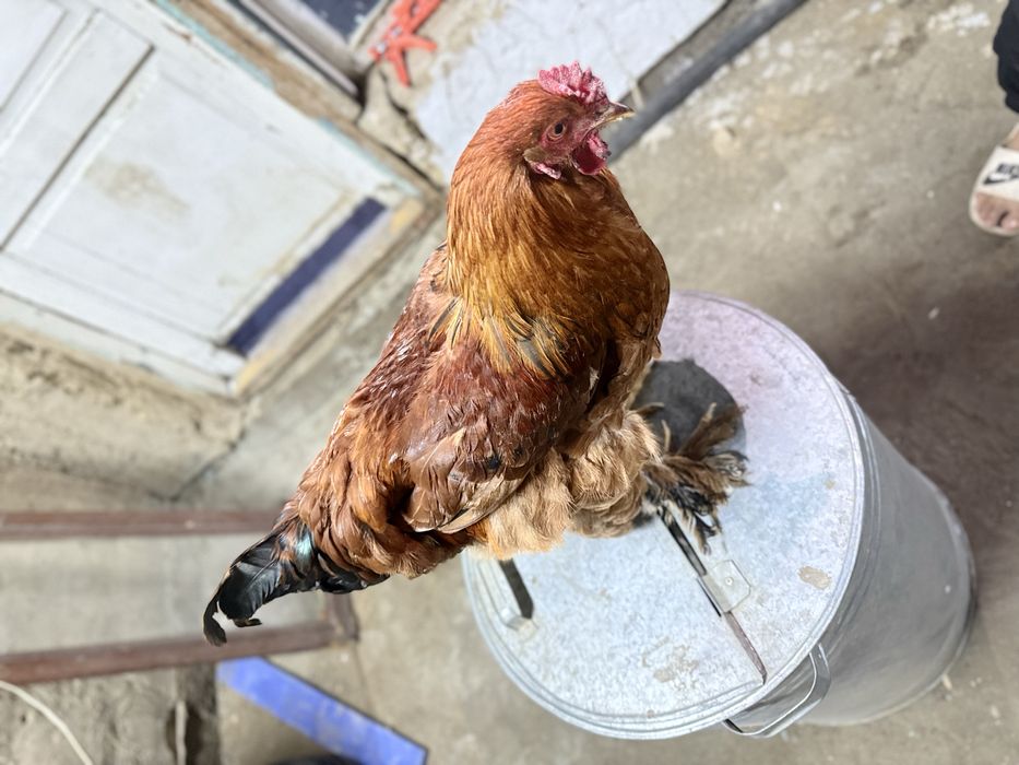 сатылады брама таук