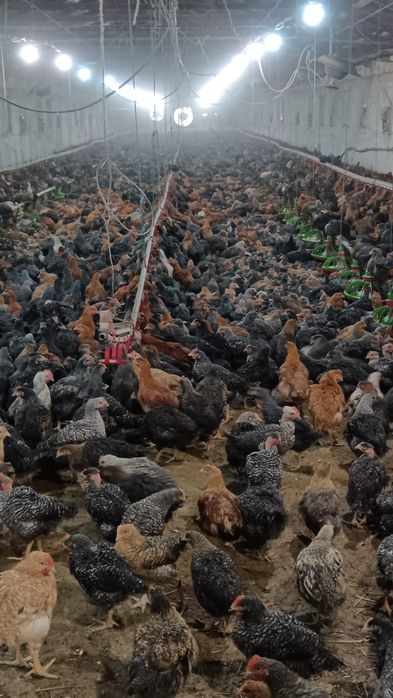 Pui albi de carne și rasa mixta