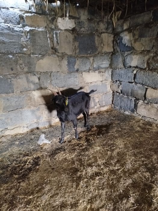 Продам коз,Ешки сатам