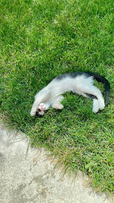 Scottish Straight кошка