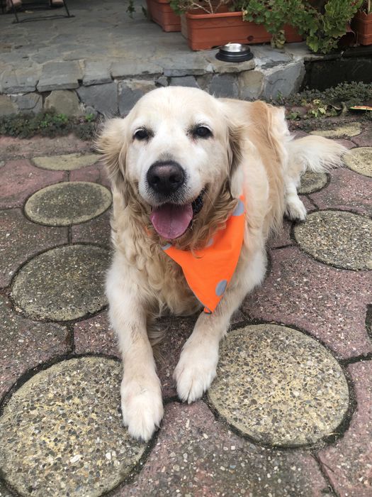 Cazare caini / pet sitter