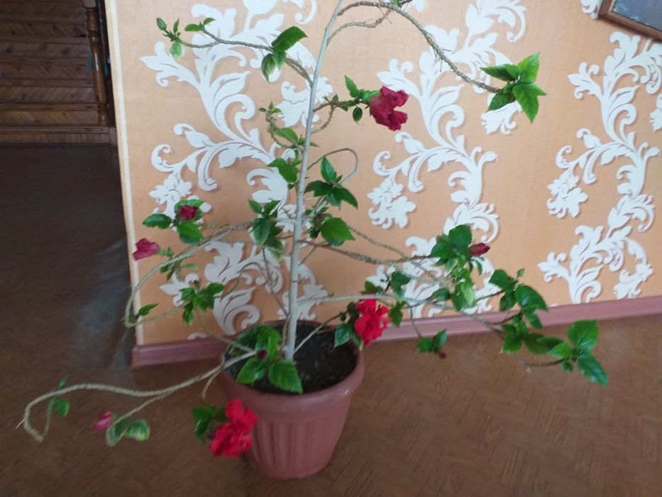 Цветы домашние разные