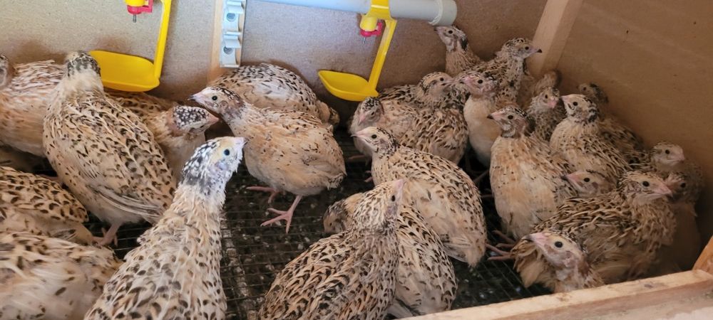 Бөдене  манжур пародасы