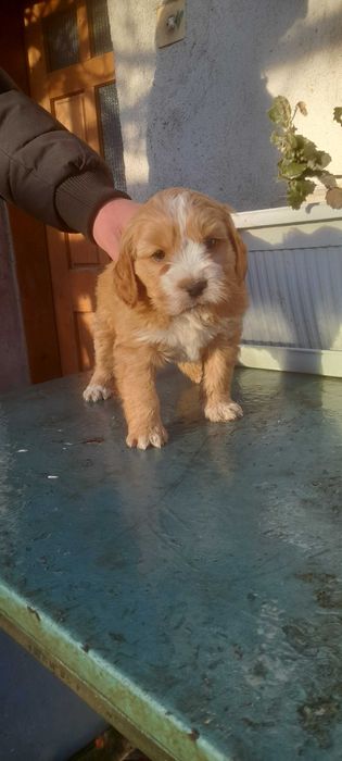 Кокер х Лагото - кученца