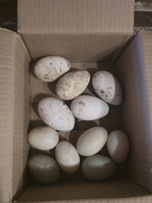 Гъши яйца за люпене