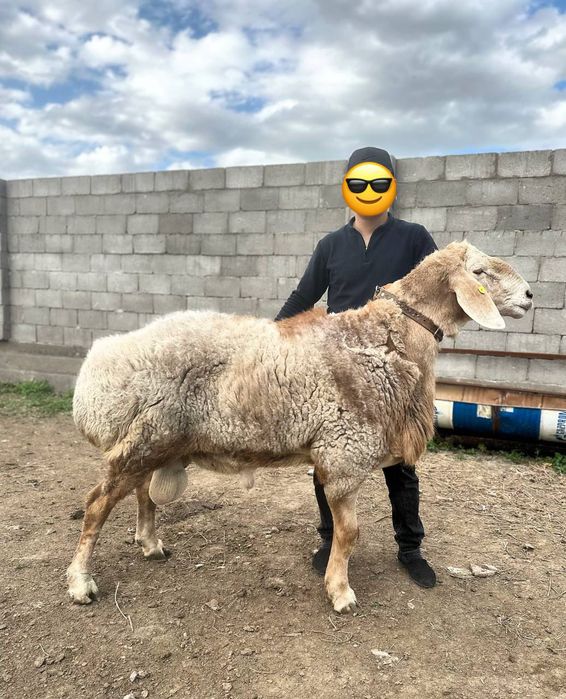 Арашан қошқар сатылады