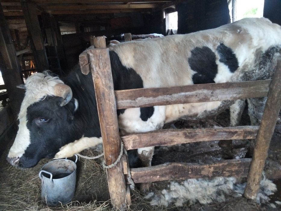 Продам Быков 8 голов