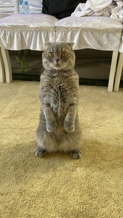 Продам кота скотишш фолд