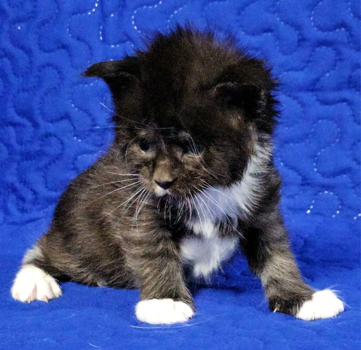 Maine coon urias felisa autorizata